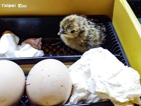 兒童動物區去年用孵蛋器孵出5隻小雞（潘秀娥提供）