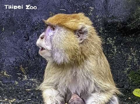 紅猴家族為動物園增添了第一隻「壬寅虎年」寶寶（王俐婷攝）
