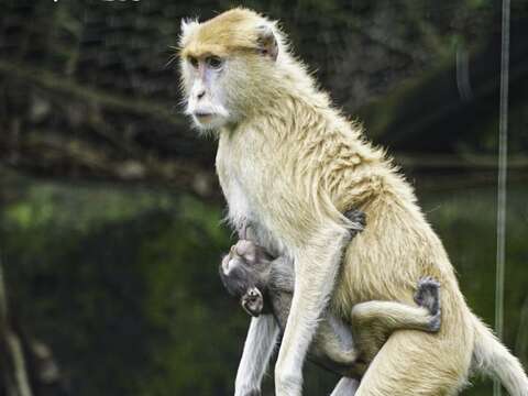 紅猴寶寶會手腳併用，很努力地抱住媽媽