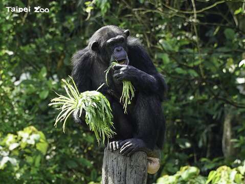 黑猩猩享用空心菜