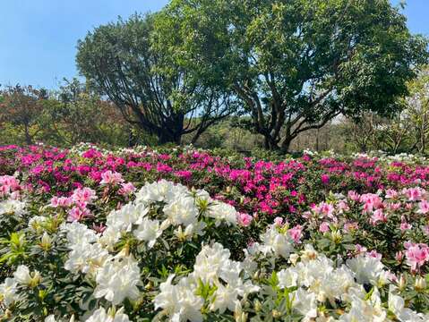 台北杜鵑花季迎接陽光燦爛盛開