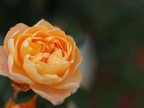 橘色玫瑰魅力動人