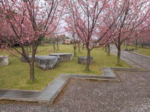 公二公園的昭和櫻也已盛開