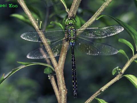 蜻蜓停棲時雙翅平放在身體兩側