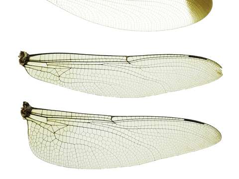 豆娘前後翅形狀相似(上2) 蜻蜓前後翅形狀不同(下2)