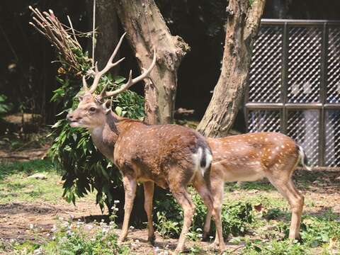 Sika deer are one of the many native Taiwanese animals with habitats at Taipei Zoo.