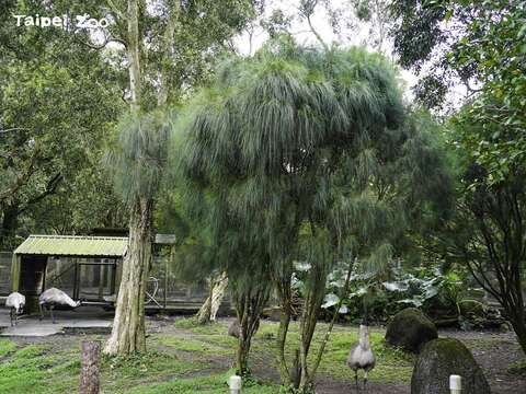 千頭木麻黃為常綠小喬木，原產於澳洲東部新南威爾斯州