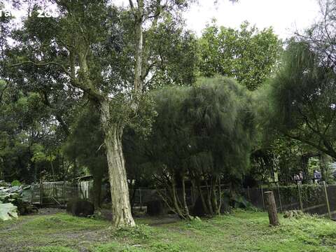 澳洲動物區除了種植許多種澳洲特有的桉樹（尤加利樹）外，還特別在照養鴯鶓的活動場內，種植了許多棵千頭木麻黃