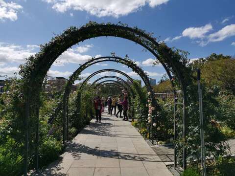 蔓玫拱門是臺北玫瑰園最熱門的拍照打卡點。