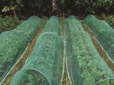 As no pesticide is used, Wang and Zheng have to bring in web covers to protect the crops from insects.