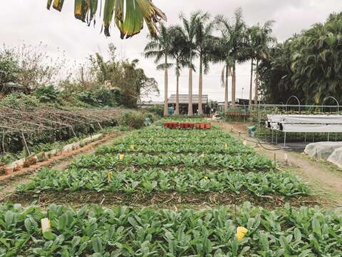 In addition to paddy rice, Ba Sian Sustainable Farm also produces all kinds of seasonal vegetables.