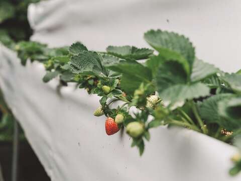 Despite having a higher cost, elevated beds for strawberries is one of the experimental agriculture approaches at Ba Sian Sustainable Farm that target high-value yields.