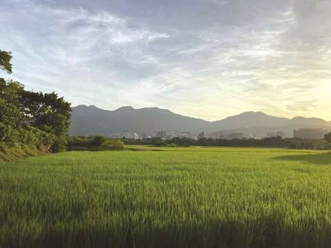 Guandu Plain is the largest rice producing area in Taipei, and a rare rice paddy area in the midst of the city. (Photo/Ba Sian Sustainable Farm)