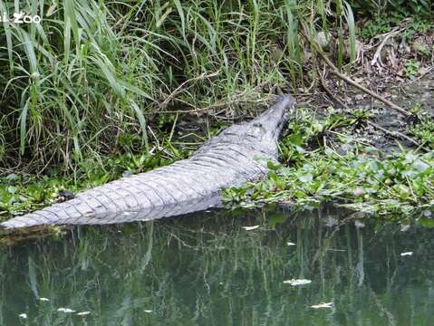 了解鱷魚的生態習性，遊客就不會為了確認「酷龍」是不是活著而砸牠了