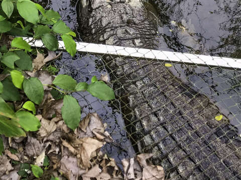 園方雖然架設了網子，但仍阻擋不了遊客向鱷魚投擲硬物