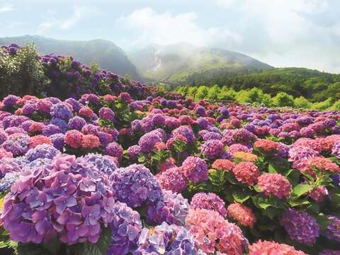 Hydrangeas of different varieties render Zhuzihu with dreamy colors. (Photo/Beitou Farmers' Association)