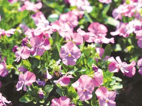 Violets and other purple blossoms proliferate in Guting Riverside park, making it one of the must-see flower viewing spots in Taipei.