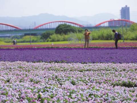 古亭河浜公園に広がる紫色の花の海は、非常に見ごたえのある台北のお花見スポットです。