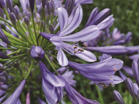 愛情を意味する紫色の花が内双渓自然中心の中に咲き乱れます。(写真/台北市政府工務局大地工程処)