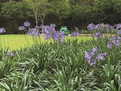 愛情を意味する紫色の花が内双渓自然中心の中に咲き乱れます。(写真/台北市政府工務局大地工程処)