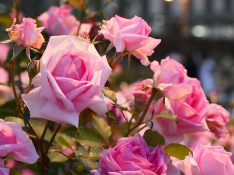 來玫瑰園請不要太早離開，夜晚的玫瑰在燈光照耀下更顯嬌嫩。(Daidai Chang攝影)