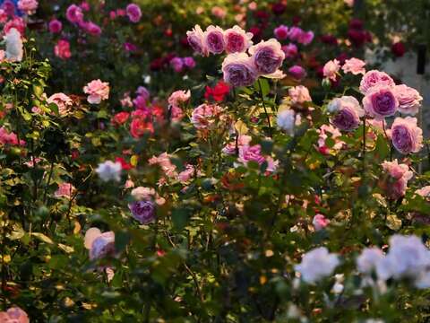 夜訪玫瑰園格外有異國風情，有如千面女郎的玫瑰展現不同日間的風采。(Daidai Chang攝影)