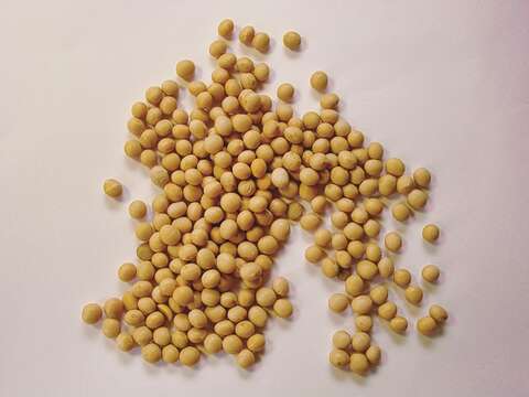 The quality of soybeans directly affects the taste of tofu and soybean products, which is why Oneway insists on using high-quality non- GMO beans. (Photo/Thomas Kinto)