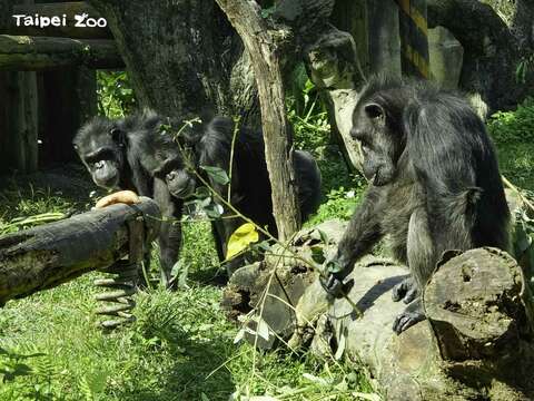 年輕的黑猩猩會觀察年長的個體，學習和模仿她們使用工具