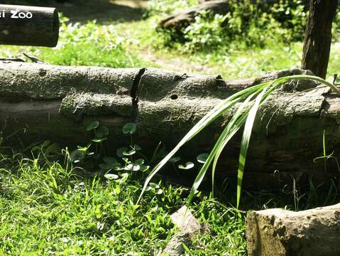 黑猩猩活動場內的倒木，上面鑽了很多小洞，其實是有目的的