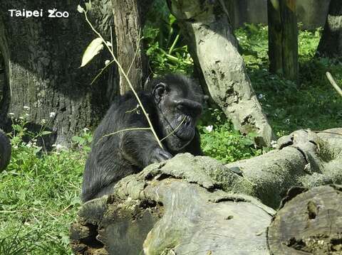 較年長的黑猩猩普遍比年輕黑猩猩更具有耐心，願意花更多時間去取食蜂蜜（「莎莉」）