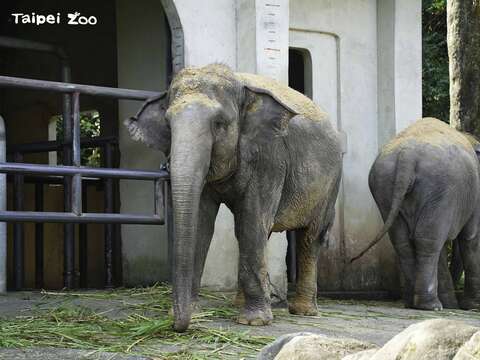 亞洲象的母象象牙短不外露(左：「友信」、右：「友愷」)