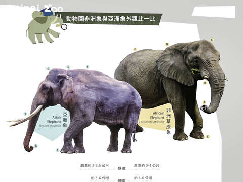 亞洲象與非洲草原象外觀比一比