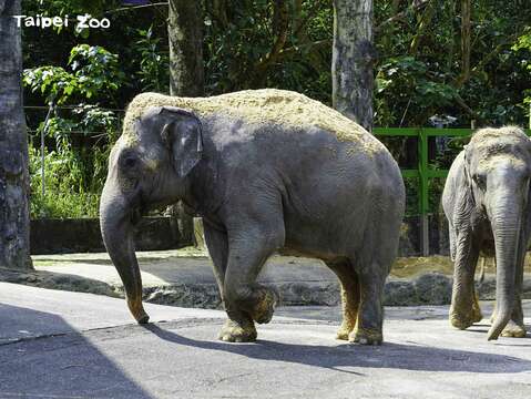 亞洲象的背部拱起(左：「友愷」、右：「友信」)