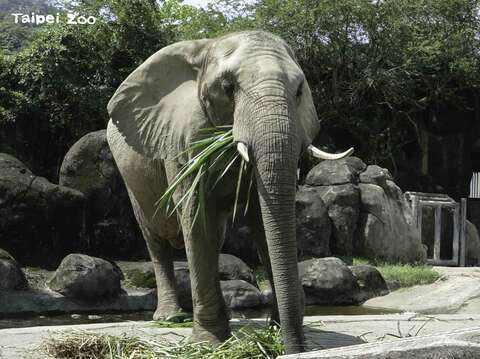 非洲草原象公母象均有外露的象牙(門齒)(「美代」)