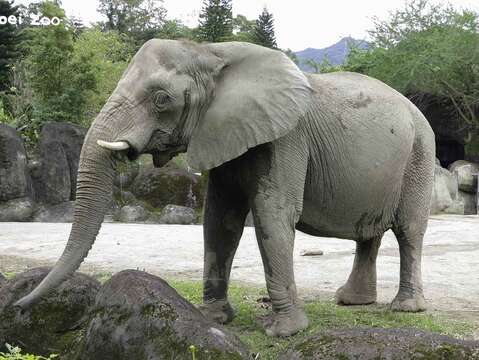 非洲草原象的耳朵相對於亞洲象較大、上寬下窄(「千惠」)
