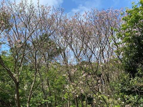 從日本空運來台，在花卉中心落腳的染井吉野櫻即將盛開