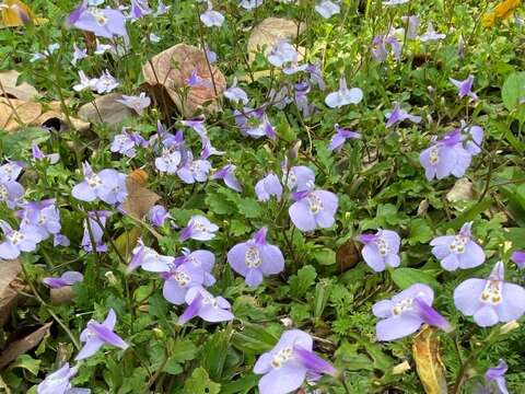 「通泉草」開花像藍紫色披巾迤邐大地