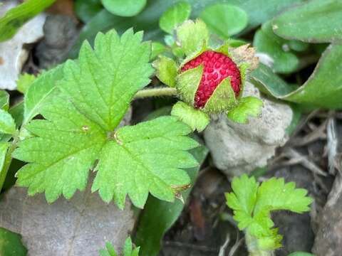 深受小動物喜愛的「蛇莓」果實香甜可口
