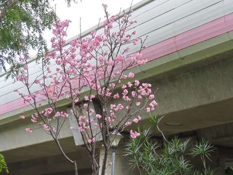 Sakura Blooms Next to MRT Stations in Beitou