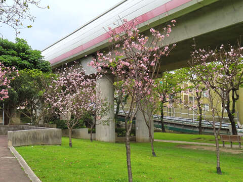 盛開中的富士櫻粉紅景觀