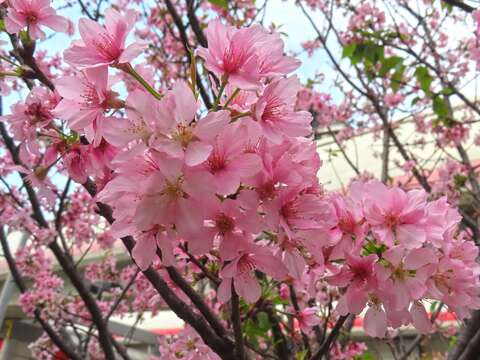 富士櫻花瓣末端有較明顯的缺刻為其特色