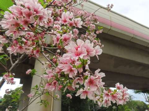 Sakura Blooms Next to MRT Stations in Beitou