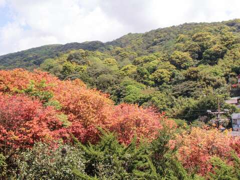 士林菁山社区に紅葉の美景が限定登場