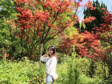 Red Maple Leaves: Now Live on Yangmingshan