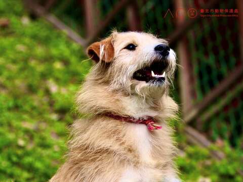 青峰狗活動區提供飼主與毛孩安全空間，狗狗可安全且開心於園區玩樂