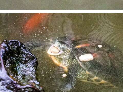 斑龜通常生活在較低海拔的水域