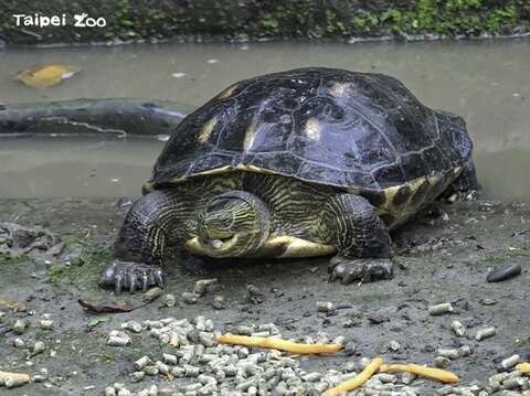 斑龜又名長尾龜，成年個體體長約20-30公分，主要分布在臺灣、越南及中國大陸沿海一帶