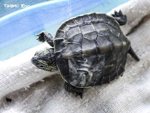 儘管獸醫師努力救治，但最後斑龜寶寶仍因傷重而不幸死亡