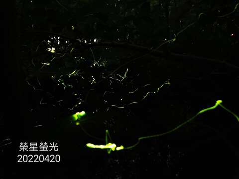 「2022臺北市螢火蟲季」志工幹部拍出璀璨螢光(榮星花園公園生態守護志工隊劉純娥拍攝)。