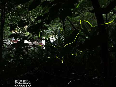 「2022臺北市螢火蟲季」志工幹部拍出璀璨螢光。(榮星花園公園生態守護志工隊劉純娥拍攝)。